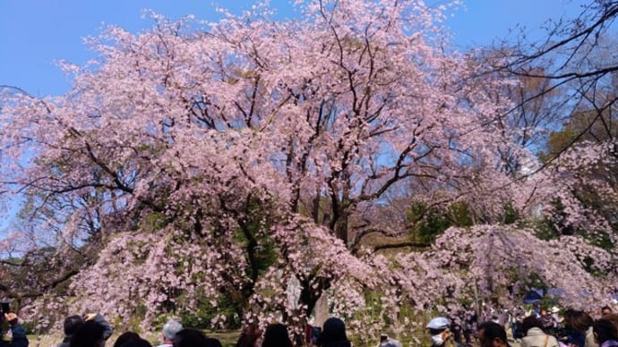 #2160 つる姫の桜散歩2019～駒込、上野　荒療治・大海の一滴～