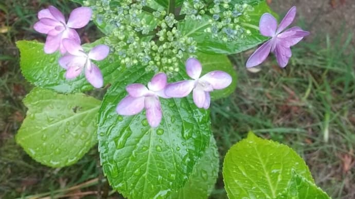 6月3日の花