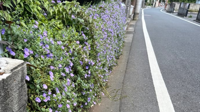 散歩日和。