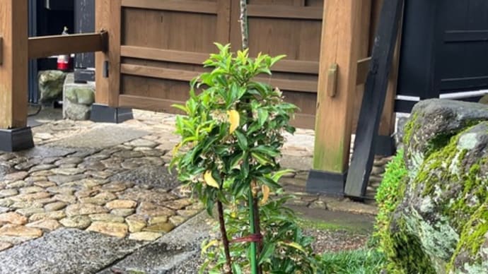 折れてしまった万両が新芽を吹いています