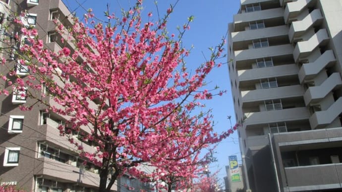 桜咲く 日本のこころ 春平和 開花宣言を確かめに