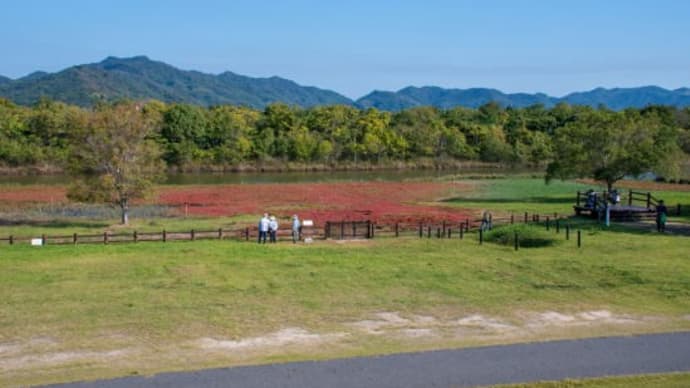 本州唯一のアッケシソウ自生地　岡山県浅口市寄島町アッケシランドを訪ねる