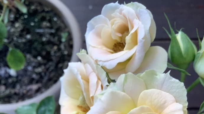 秋薔薇色々