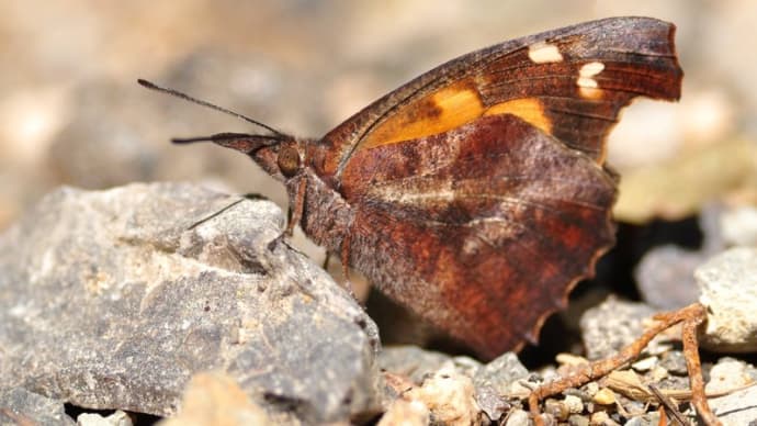 新潟の野蝶 テングチョウ