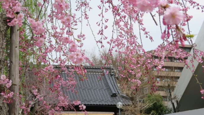 桜散歩：善光寺御開帳は桜満開！