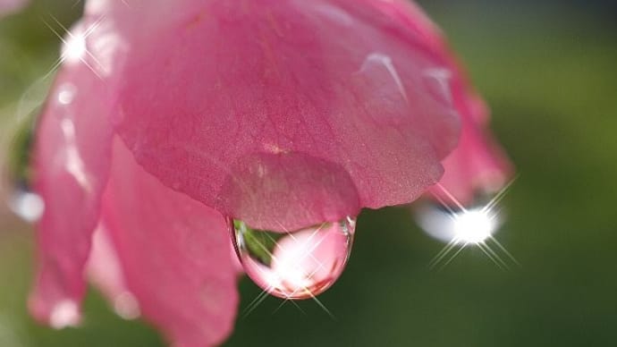 庭の花で輝く雨のしずく