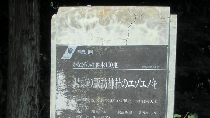 2013・7・11 おばさんの葉っぱ かながわ名木100選・相模原市・沢井の諏訪神社のエゾエノキ