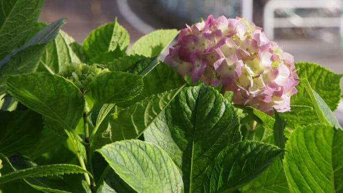 紫陽花の季節へ