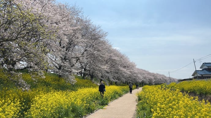 吉見さくら堤公園