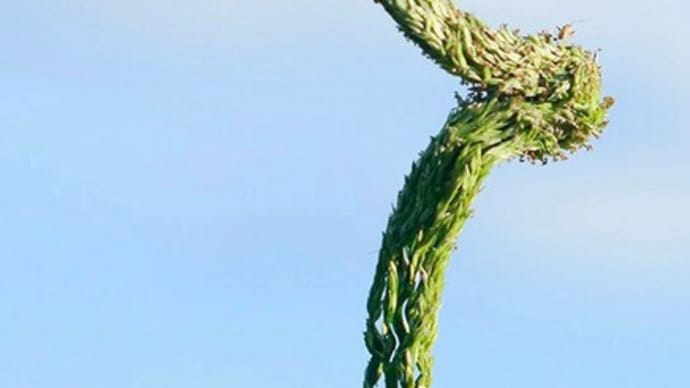 メヒシバの巻き花穂