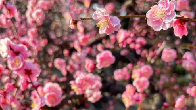 津市「結城神社の枝垂れ梅」見てきました~(^^) №2