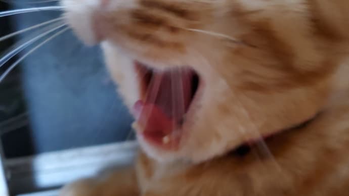 眠い😺😓明日の準備!にゃんたも眠い😺