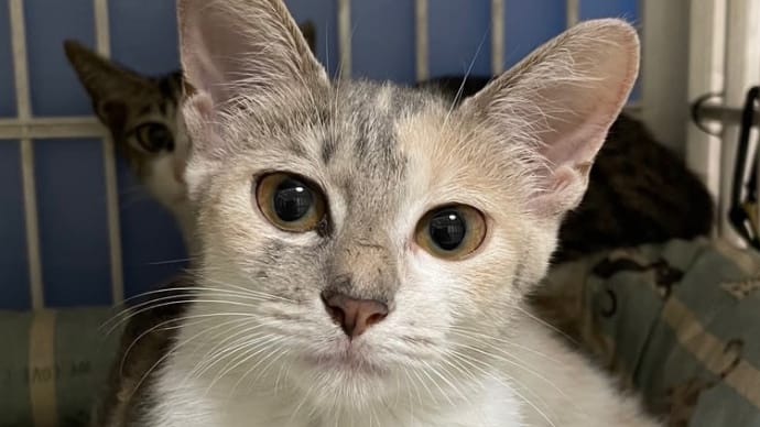 子猫紹介