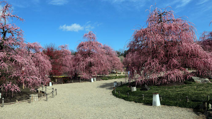 鈴鹿の森庭園 しだれ梅・美しく艶やかに