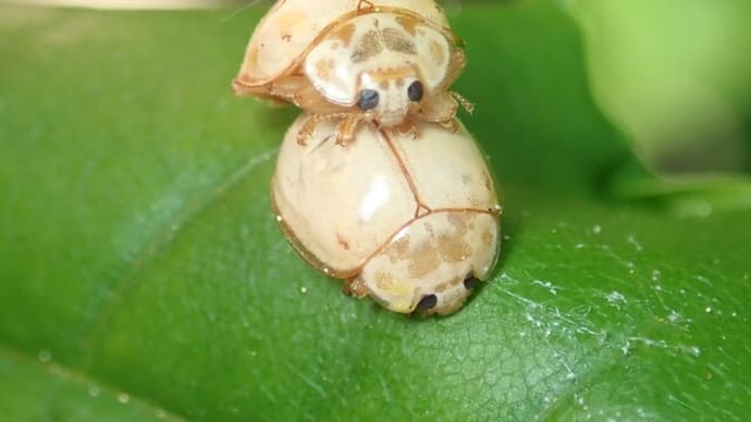 シロトホシテントウ