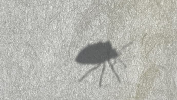 障子にカメムシ