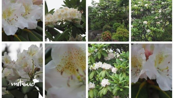 「蝦夷石楠花の花が咲きました」 MY GARDEN 2021.06.14日撮影