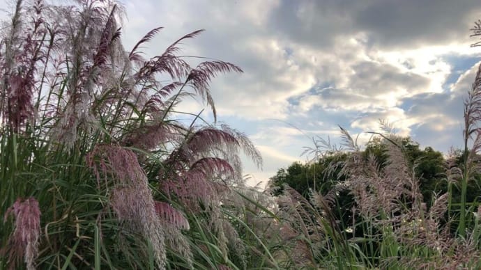 多摩川周辺の花　秋①～オオケタデ、ラベンナグラス、キンモクセイ、ハルシャギク、センニンソウ等