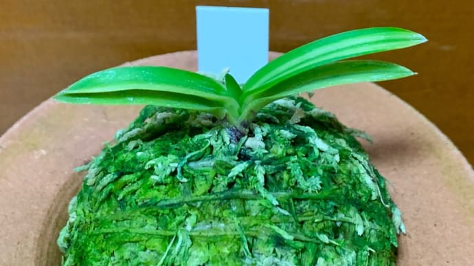 白牡丹