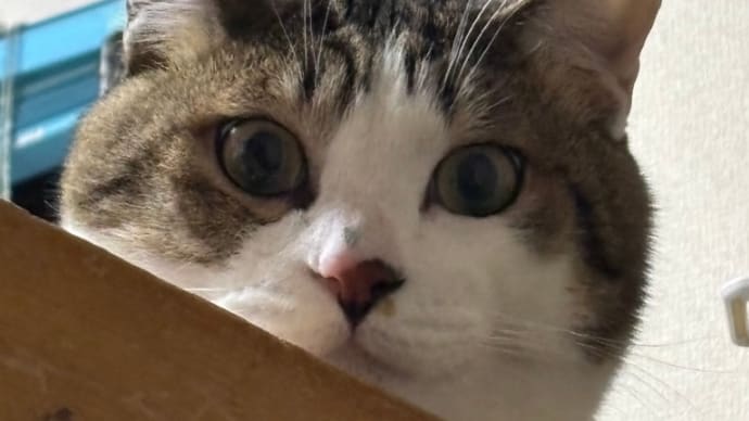 コテblog🌸😹🌸😹🌸
