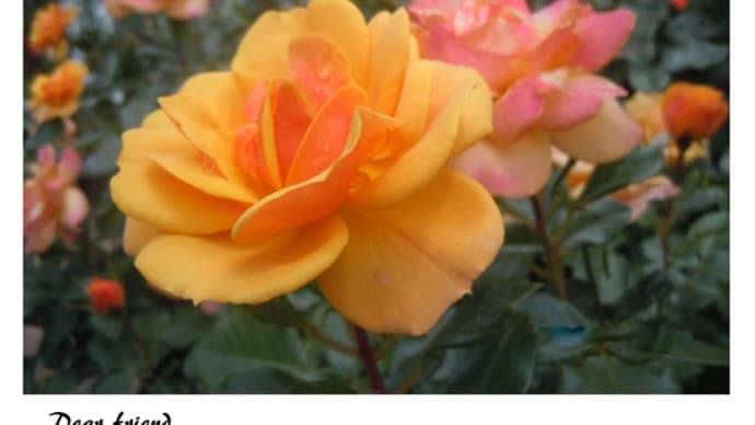 魅惑の薔薇を・・