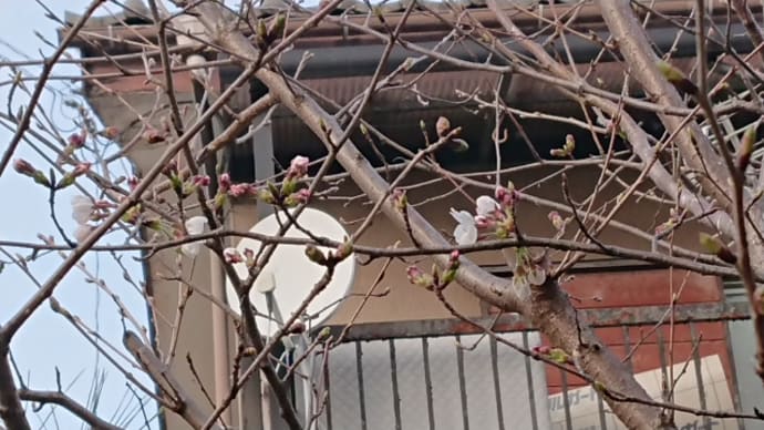 いきいきふれあい市川新田の開花宣言!
