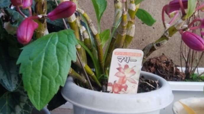 鉢植えの花が何度も咲いてくれてコロナ禍に癒されている。