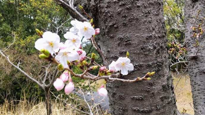 サクラ：愛知池沿いー幹吹きに咲いた