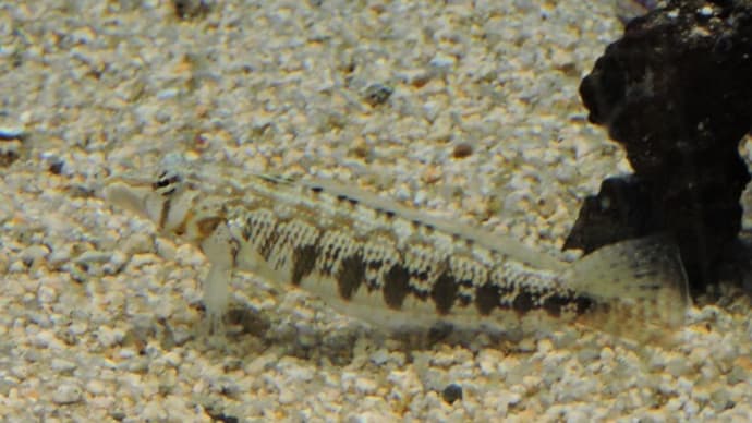 ダンダラトラギス Parapercis cylindrica ：地魚だとかん違い 