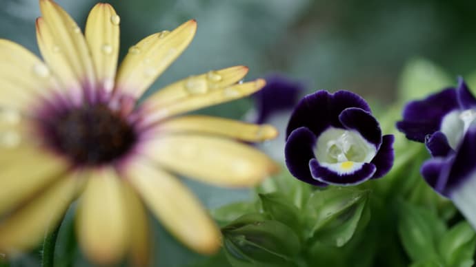 ●我が家の５月の花（５）　オステオスペルマムとトレニア　シルバーレース　ミニトマトの花　四季なりイチゴ　ナスタチウム　シラン