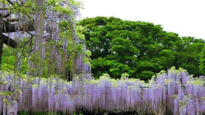 玉敷神社の藤が綺麗でした～💛