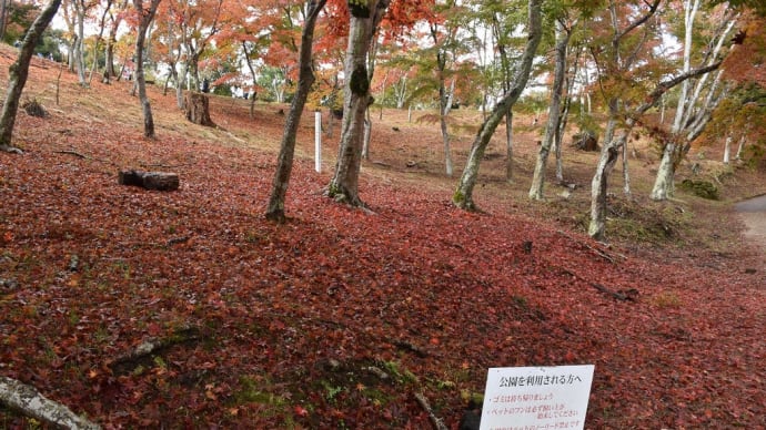 もみじ狩り 静岡県伊豆市修善寺 東海バス全線フリーきっぷ3日券3日目(3)もみじ林:真っ赤な絨毯