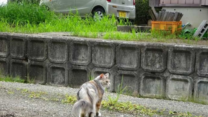 いつも不意打ちを食らうモカ