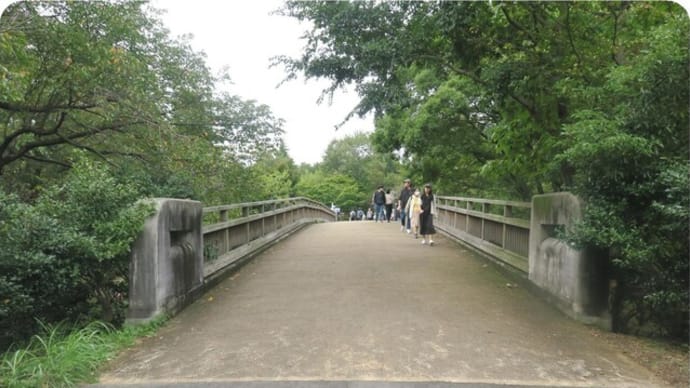 昭和記念公園のキバナコスモス2022(後編)