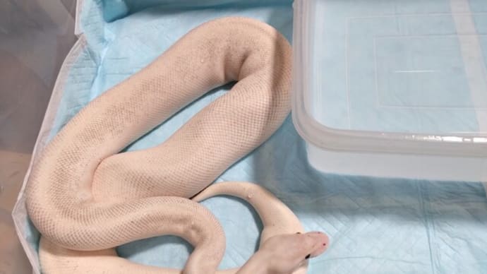 ウリちゃん、脱皮完了