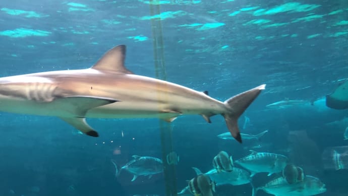 一人旅 〜須磨水族園〜