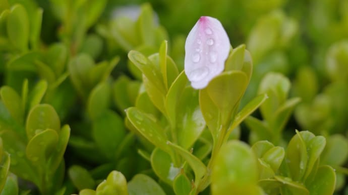 桜雨
