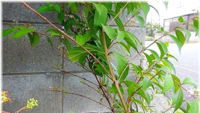 シモフリスズメ「蛾」