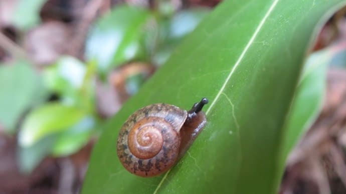 水菜おまけマイマイのその後と 森の中の小さなマイマイ