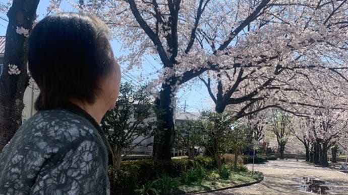下野市 薬師川の桜並木