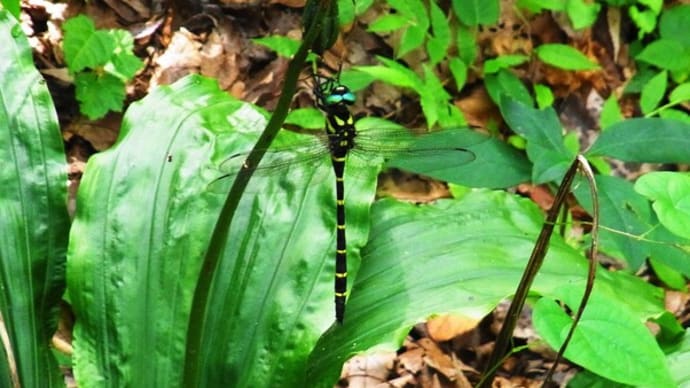 オニヤンマ Anotogaster sieboldii :白青ツユクサを添えて