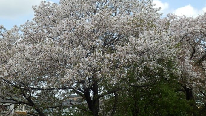 枝折れてなお咲きにけり山桜／八重桜さくらのとりの咲き始め（新河岸川・中院）