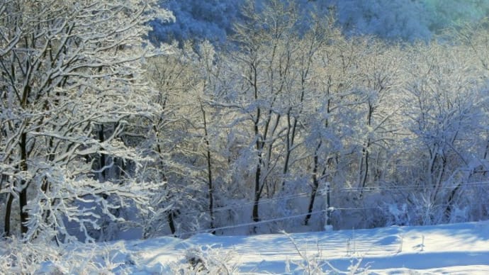 雪景色～金のなる木。