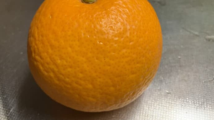 はっさく -くだもの2024-