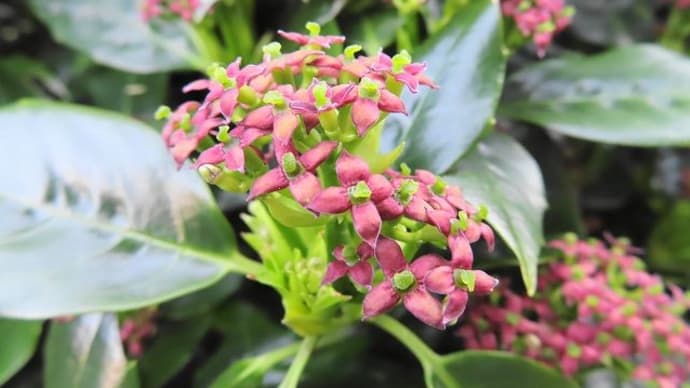 アオキの花