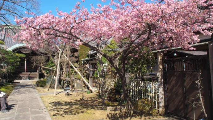 河津桜にメジロ*ショーちゃん*アセビ
