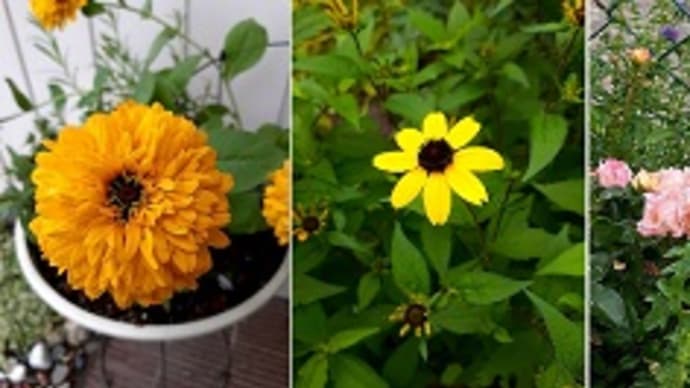 グランドカバーになるバラ「ドリフトローズ」の隣に植えたミントの花が予想外に可愛かったとですぅ~(≧◇≦)