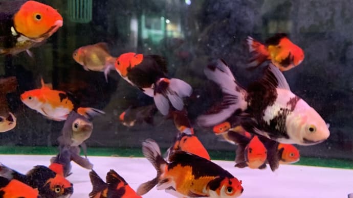 今週の入荷魚 12月7日