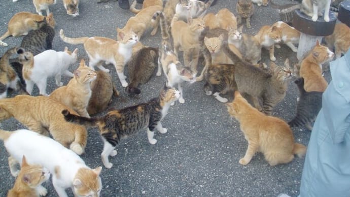 テイラー・スウィフト,ハリス氏支持表明っ‼子なし猫好き写真までっ‼&速報)ペルーの藤森元大統領亡くなるっ‼南米左派躍進に中国か!?&2014西日本旅行,猫島(青島・&科捜研の女も最終回っ‼