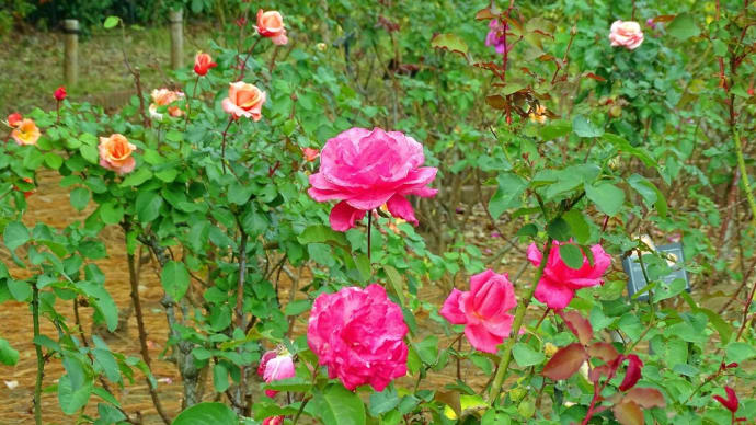 ほんの少し智光山公園に立ち寄る ～薔薇園、そして花木園の辺り～